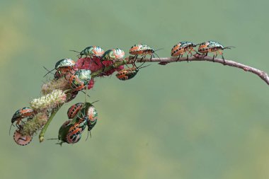 Genç bir palyaço böceği kolonisi dut yaprakları ve meyvelerle besleniyor. Bu güzel, gökkuşağı renkli böceğin bilimsel adı Tectocoris diophthalmus..