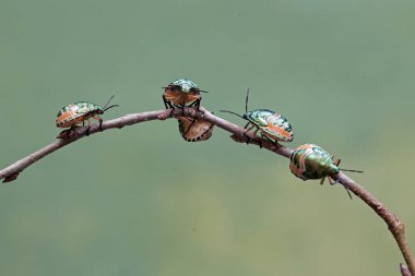 Genç bir palyaço böceği kolonisi dut yaprakları ve meyvelerle besleniyor. Bu güzel, gökkuşağı renkli böceğin bilimsel adı Tectocoris diophthalmus..