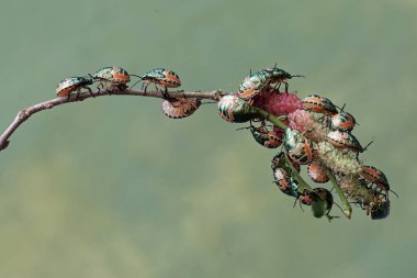 Genç bir palyaço böceği kolonisi dut yaprakları ve meyvelerle besleniyor. Bu güzel, gökkuşağı renkli böceğin bilimsel adı Tectocoris diophthalmus..