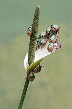 Genç bir palyaço böceği kolonisi anturyum çiçekleriyle besleniyor. Bu güzel, gökkuşağı renkli böceğin bilimsel adı Tectocoris diophthalmus..