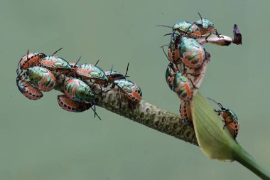 Genç bir palyaço böceği kolonisi anturyum çiçekleriyle besleniyor. Bu güzel, gökkuşağı renkli böceğin bilimsel adı Tectocoris diophthalmus..