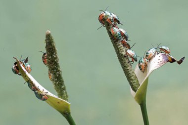 Genç bir palyaço böceği kolonisi anturyum çiçekleriyle besleniyor. Bu güzel, gökkuşağı renkli böceğin bilimsel adı Tectocoris diophthalmus..