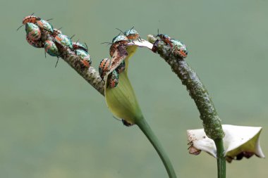 Genç bir palyaço böceği kolonisi anturyum çiçekleriyle besleniyor. Bu güzel, gökkuşağı renkli böceğin bilimsel adı Tectocoris diophthalmus..