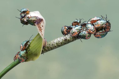 Genç bir palyaço böceği kolonisi anturyum çiçekleriyle besleniyor. Bu güzel, gökkuşağı renkli böceğin bilimsel adı Tectocoris diophthalmus..