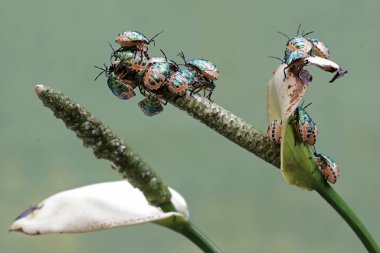 Genç bir palyaço böceği kolonisi anturyum çiçekleriyle besleniyor. Bu güzel, gökkuşağı renkli böceğin bilimsel adı Tectocoris diophthalmus..