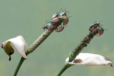 Genç bir palyaço böceği kolonisi anturyum çiçekleriyle besleniyor. Bu güzel, gökkuşağı renkli böceğin bilimsel adı Tectocoris diophthalmus..