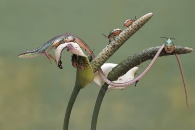 Uzun kuyruklu bir çim kertenkelesi, anturyum çiçeklerindeki küçük böcekleri avlıyor. Bu uzun kuyruklu sürüngenin bilimsel adı Takydromus sexlineatus..
