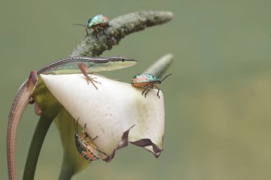 Uzun kuyruklu bir çim kertenkelesi, anturyum çiçeklerindeki küçük böcekleri avlıyor. Bu uzun kuyruklu sürüngenin bilimsel adı Takydromus sexlineatus..