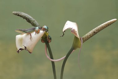 Uzun kuyruklu bir çim kertenkelesi, anturyum çiçeklerindeki küçük böcekleri avlıyor. Bu uzun kuyruklu sürüngenin bilimsel adı Takydromus sexlineatus..