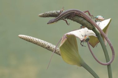 Uzun kuyruklu bir çim kertenkelesi, anturyum çiçeklerindeki küçük böcekleri avlıyor. Bu uzun kuyruklu sürüngenin bilimsel adı Takydromus sexlineatus..