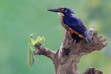 Mavi kulaklı bir balıkçı peygamber devesini avlamaya hazır. Bu güçlü, keskin gagalı yırtıcı kuşun bilimsel adı Alcedo Meninting..