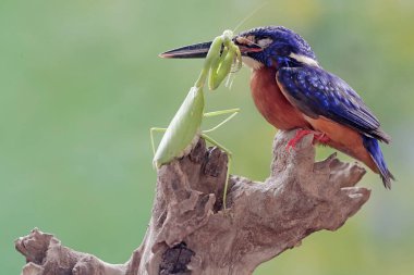Mavi kulaklı bir balıkçı peygamber devesini avlamaya hazır. Bu güçlü, keskin gagalı yırtıcı kuşun bilimsel adı Alcedo Meninting..