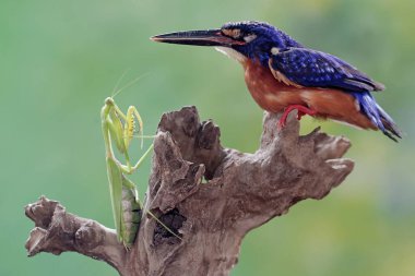 Mavi kulaklı bir balıkçı peygamber devesini avlamaya hazır. Bu güçlü, keskin gagalı yırtıcı kuşun bilimsel adı Alcedo Meninting..