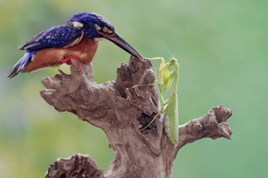 Mavi kulaklı bir balıkçı peygamber devesini avlamaya hazır. Bu güçlü, keskin gagalı yırtıcı kuşun bilimsel adı Alcedo Meninting..