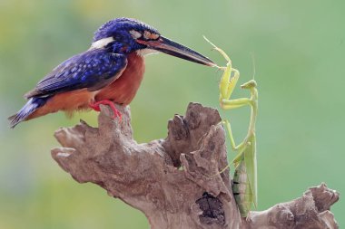 Mavi kulaklı bir balıkçı peygamber devesini avlamaya hazır. Bu güçlü, keskin gagalı yırtıcı kuşun bilimsel adı Alcedo Meninting..
