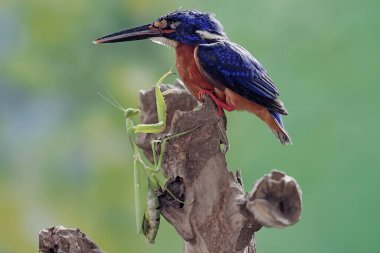 Mavi kulaklı bir balıkçı peygamber devesini avlamaya hazır. Bu güçlü, keskin gagalı yırtıcı kuşun bilimsel adı Alcedo Meninting..