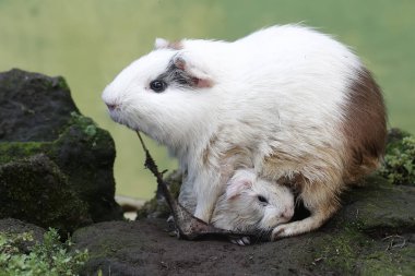 Yetişkin bir dişi kobay, yeni doğmuş bebeğinin plasentasını yer. Bu kemirgen memelinin bilimsel adı Cavia Porcellus..