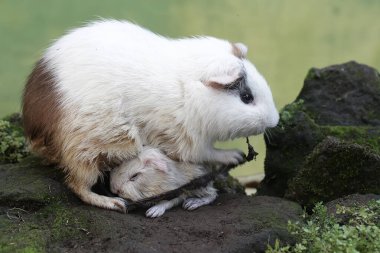 Yetişkin bir dişi kobay, yeni doğmuş bebeğinin plasentasını yer. Bu kemirgen memelinin bilimsel adı Cavia Porcellus..
