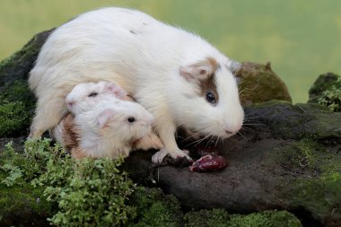 Yetişkin bir dişi kobay, yeni doğmuş bebeğinin plasentasını yer. Bu kemirgen memelinin bilimsel adı Cavia Porcellus..