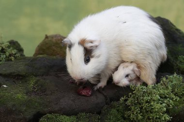 Yetişkin bir dişi kobay, yeni doğmuş bebeğinin plasentasını yer. Bu kemirgen memelinin bilimsel adı Cavia Porcellus..