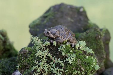 Bir Muller 'in dar ağızlı kurbağası nemli yosun kaplı zeminde küçük böcekleri avlıyor. Bu amfibyumun bilimsel adı Kaloula baleata..