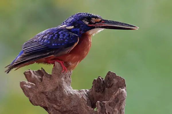 Mavi kulaklı bir balıkçı, kuru bir ağaç gövdesinde avını takip ediyor. Bu güçlü, keskin gagalı yırtıcı kuşun bilimsel adı Alcedo Meninting..