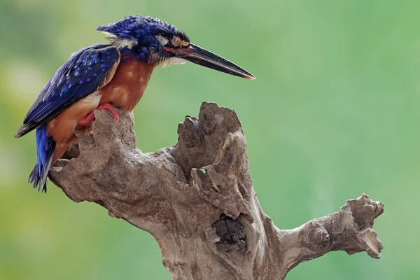 Mavi kulaklı bir balıkçı, kuru bir ağaç gövdesinde avını takip ediyor. Bu güçlü, keskin gagalı yırtıcı kuşun bilimsel adı Alcedo Meninting..