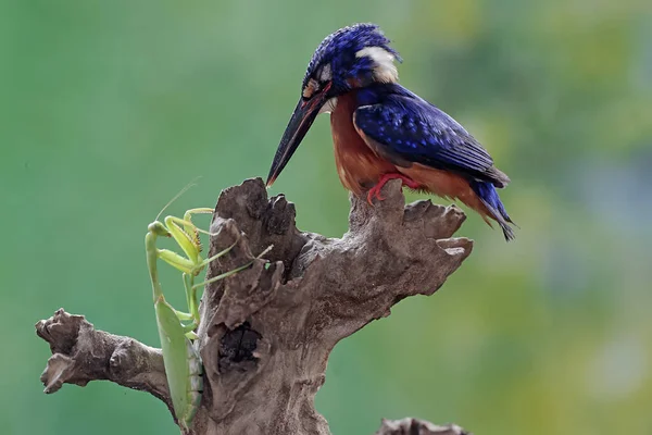 Stock image A blue-eared kingfisher is ready to prey on a praying mantis. This powerful, sharp-beaked predatory bird has the scientific name Alcedo meninting.