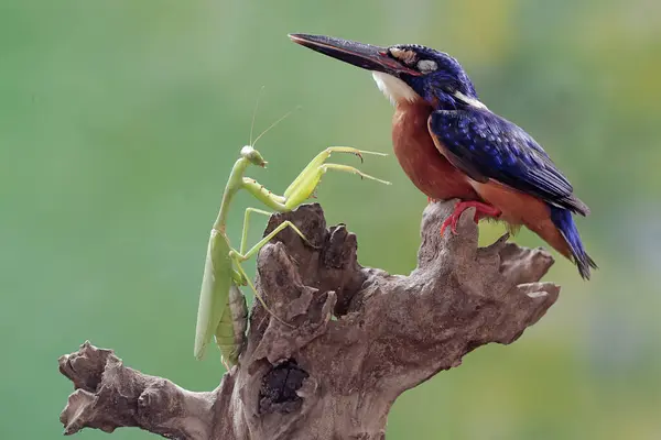 Mavi kulaklı bir balıkçı peygamber devesini avlamaya hazır. Bu güçlü, keskin gagalı yırtıcı kuşun bilimsel adı Alcedo Meninting..