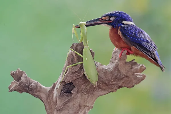 Mavi kulaklı bir balıkçı peygamber devesini avlamaya hazır. Bu güçlü, keskin gagalı yırtıcı kuşun bilimsel adı Alcedo Meninting..