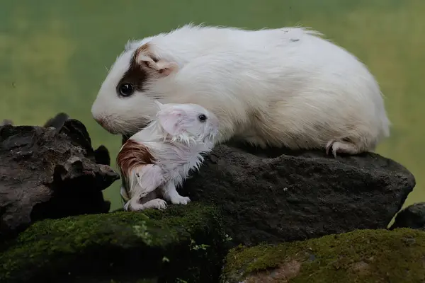 Yetişkin bir dişi kobay yeni doğan bebeklerini emziriyor. Bu kemirgen memelinin bilimsel adı Cavia Porcellus..