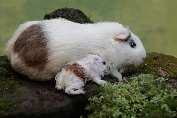 Yetişkin bir dişi kobay yeni doğan bebeklerini emziriyor. Bu kemirgen memelinin bilimsel adı Cavia Porcellus..