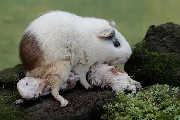 Yetişkin bir dişi kobay yeni doğan bebeklerini emziriyor. Bu kemirgen memelinin bilimsel adı Cavia Porcellus..