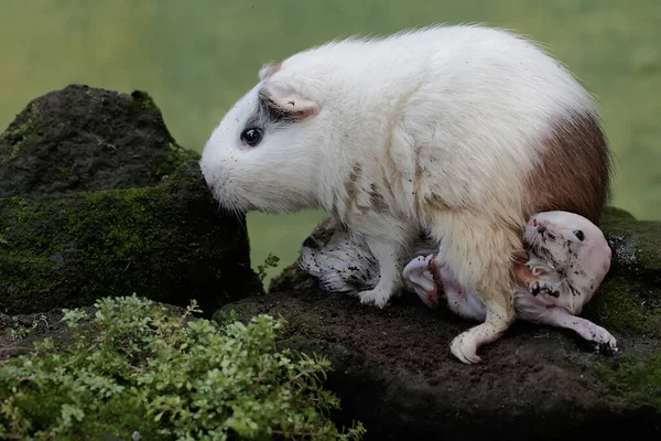 Yetişkin bir dişi kobay yeni doğan bebeklerini emziriyor. Bu kemirgen memelinin bilimsel adı Cavia Porcellus..