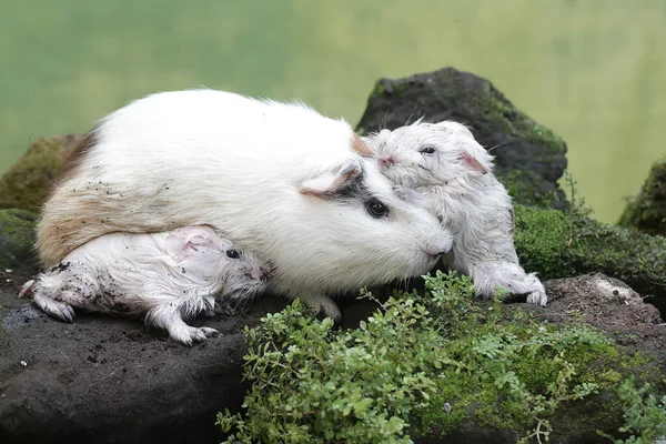 Yetişkin bir dişi kobay yeni doğan bebeklerini emziriyor. Bu kemirgen memelinin bilimsel adı Cavia Porcellus..