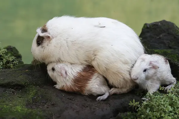Yetişkin bir dişi kobay yeni doğan bebeklerini emziriyor. Bu kemirgen memelinin bilimsel adı Cavia Porcellus..