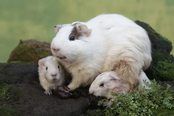 Yetişkin bir dişi kobay, yeni doğmuş bebeğinin plasentasını yer. Bu kemirgen memelinin bilimsel adı Cavia Porcellus..