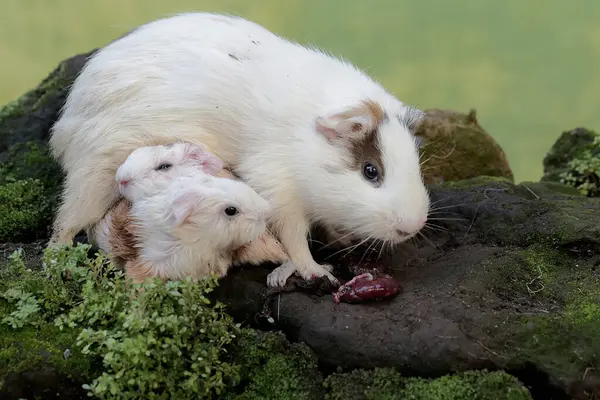 Yetişkin bir dişi kobay, yeni doğmuş bebeğinin plasentasını yer. Bu kemirgen memelinin bilimsel adı Cavia Porcellus..