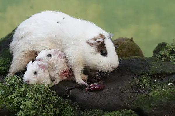 Yetişkin bir dişi kobay, yeni doğmuş bebeğinin plasentasını yer. Bu kemirgen memelinin bilimsel adı Cavia Porcellus..