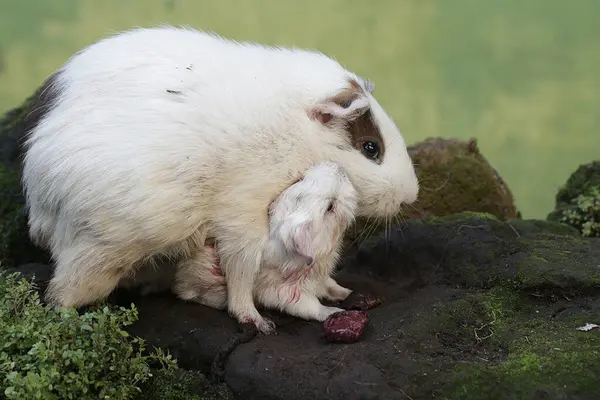 An adult female guinea pig is nursing her newborn babies. This rodent mammal has the scientific name Cavia porcellus.