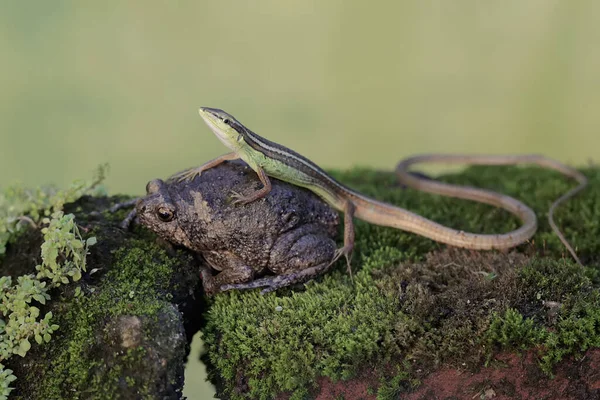 一只长尾草蜥蜴正在青苔覆盖的岩石上攻击毛勒的窄嘴蛙 这种长尾爬行动物的学名是Takydromus Sexlineatus — 图库照片