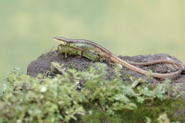 Uzun kuyruklu bir ot kertenkelesi, yosun kaplı bir kayanın üzerindeki peygamber devesini avlamaya hazırdır. Bu uzun kuyruklu sürüngenin bilimsel adı Takydromus sexlineatus..