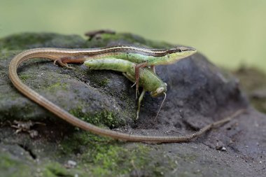 Uzun kuyruklu bir ot kertenkelesi, yosun kaplı bir kayanın üzerindeki peygamber devesini avlamaya hazırdır. Bu uzun kuyruklu sürüngenin bilimsel adı Takydromus sexlineatus..