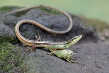 Uzun kuyruklu bir ot kertenkelesi, yosun kaplı bir kayanın üzerindeki peygamber devesini avlamaya hazırdır. Bu uzun kuyruklu sürüngenin bilimsel adı Takydromus sexlineatus..