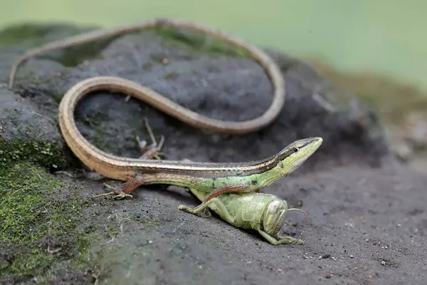 Uzun kuyruklu bir ot kertenkelesi, yosun kaplı bir kayanın üzerindeki peygamber devesini avlamaya hazırdır. Bu uzun kuyruklu sürüngenin bilimsel adı Takydromus sexlineatus..