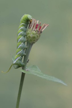 Bir tütün boynuzu kurdu yabani bir bitkinin çiçeklerini yiyor. Bu parlak yeşil böceğin bilimsel adı Manduca sexta.