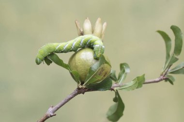Bir tütün boynuzu kurdu genç bir nar yiyor. Bu parlak yeşil böceğin bilimsel adı Manduca sexta.