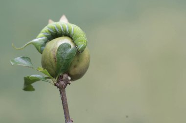 Bir tütün boynuzu kurdu genç bir nar yiyor. Bu parlak yeşil böceğin bilimsel adı Manduca sexta.