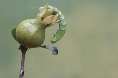 Bir tütün boynuzu kurdu genç bir nar yiyor. Bu parlak yeşil böceğin bilimsel adı Manduca sexta.