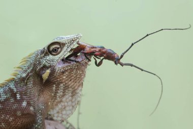 Yeşil bir ibikli kertenkele küçük bir böceği avlıyordu. Bu sürüngenin bilimsel adı Bronchocela jubata..